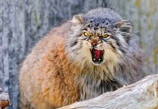 نشانه‌های خوب از گربه پالاس کمیاب 