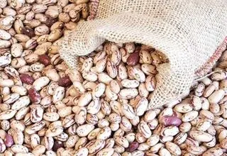 کاهش ۳۳ درصدی قیمت لوبیا چیتی در بازار؛ هرکیلو ۳۲۰ هزارتومان
