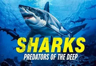 «کوسه ماهی: شکارگر اعماق آب ها» روی آنتن شبکه تهران می‌رود