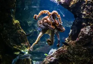 این جانور ۹ مغز، سه قلب، ۵۰۰ میلیون نورون و خون آبی دارد