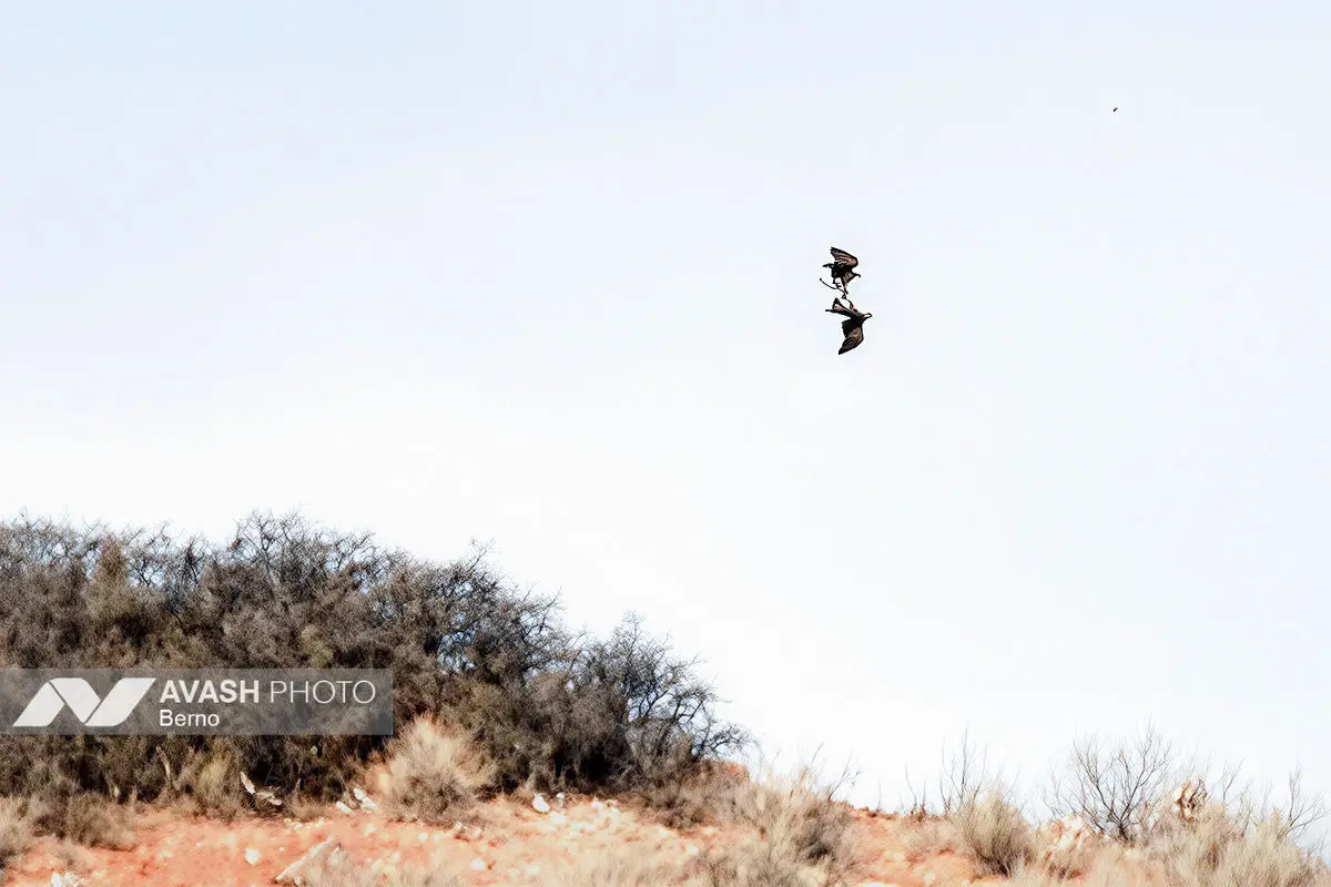 سرشماری پاییزه پارک ملی گلستان