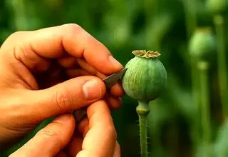 آزاد شدن کشت خشخاش صحت ندارد