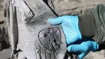 ۷ نفر از کارکنان نظام سلامت به شهادت رسیدند+ اسامی