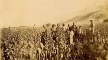  عکس/ نمایی از مزارع خشخاش در جاده اصفهان به یزد مربوط به دوره قاجاریه