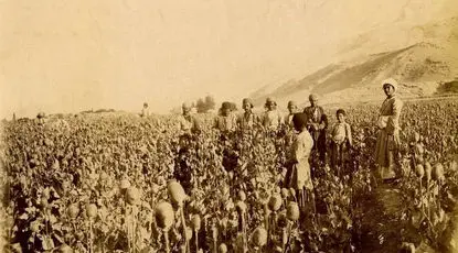  عکس/ نمایی از مزارع خشخاش در جاده اصفهان به یزد مربوط به دوره قاجاریه