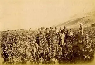  عکس/ نمایی از مزارع خشخاش در جاده اصفهان به یزد مربوط به دوره قاجاریه
