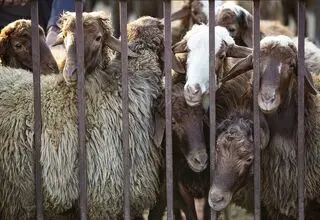 اعلام قیمت روز دام زنده؛ بره کیلویی ۷۲۰ تا ۷۵۰ هزار تومان 
