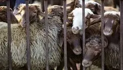 اعلام قیمت روز دام زنده؛ بره کیلویی ۷۲۰ تا ۷۵۰ هزار تومان 