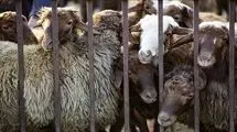 اعلام قیمت روز دام زنده؛ بره کیلویی ۷۲۰ تا ۷۵۰ هزار تومان 