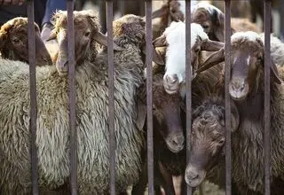 اعلام قیمت روز دام زنده؛ بره کیلویی ۷۲۰ تا ۷۵۰ هزار تومان 
