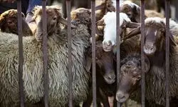 اعلام قیمت روز دام زنده؛ بره کیلویی ۷۲۰ تا ۷۵۰ هزار تومان 