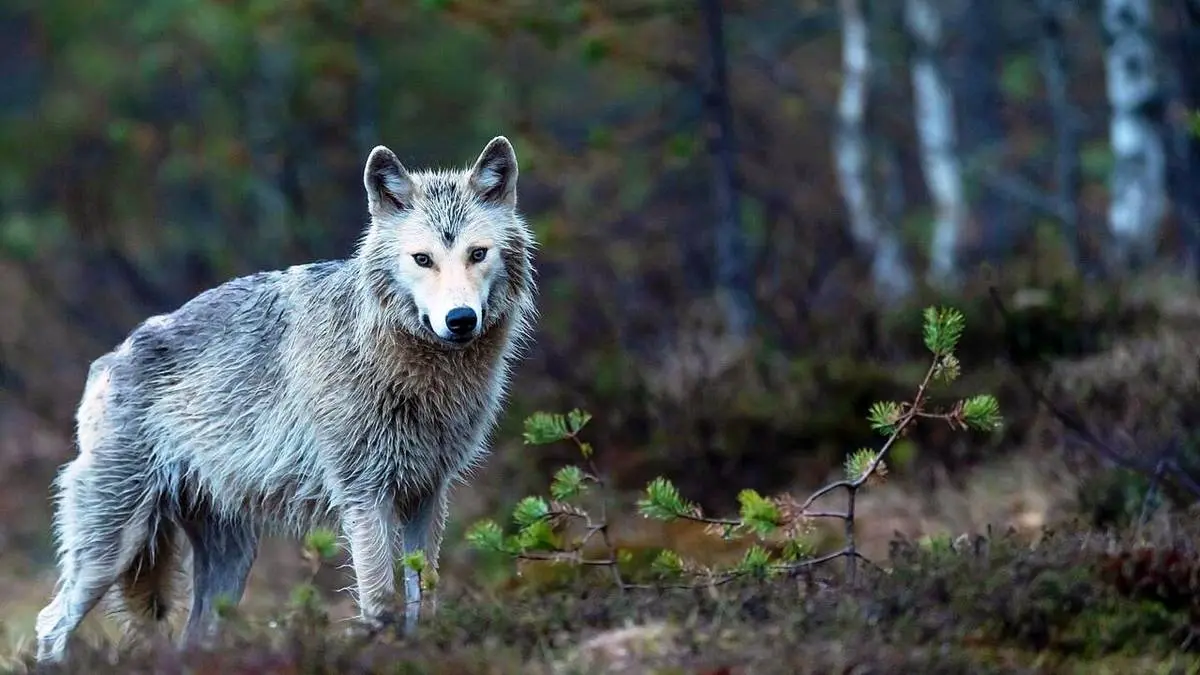 استفاده باورنکردنی گرگ از ابزار برای شکار!
