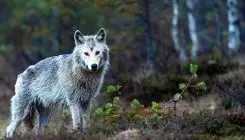 حمله کم سابقه گرگ در ننگرهار  ۷ نفر زخمی به جا گذاشت