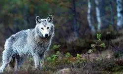 استفاده باورنکردنی گرگ از ابزار برای شکار!