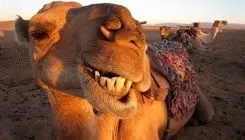 عربستان‌ها به شترهایش آب پرتقال می‌دهد!+فیلم