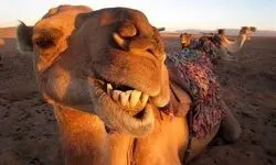 عربستان‌ها به شترهایش آب پرتقال می‌دهد!+فیلم