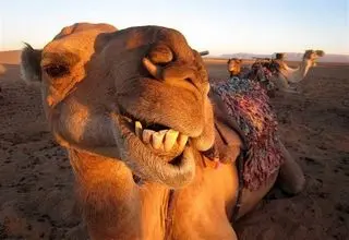 عربستان‌ها به شترهایش آب پرتقال می‌دهد!+فیلم