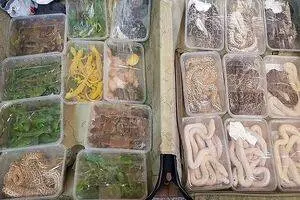 پیداکردن و کشف۱۳ مار و مارمولک در یکی از آکواریوم فروشیهای تهران