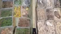 کشف۱۳ مار و مارمولک در یکی از آکواریوم‌ فروشی‌های تهران