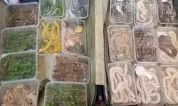 پیداکردن و کشف۱۳ مار و مارمولک در یکی از آکواریوم‌ فروشی‌های تهران