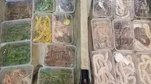 کشف۱۳ مار و مارمولک در یکی از آکواریوم‌ فروشی‌های تهران