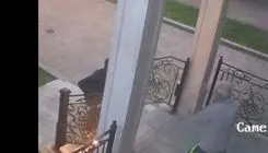 فیلم فرار سارق در حمله به منزل یک پزشک ایرانی در تورنتو