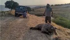 حضور غیرمنتظره یک خرس در حیاط خانه مرد سمنانی