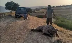 یک قلاده خرس قهوه‌ای تلف شد
