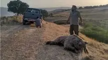 حضور غیرمنتظره یک خرس در حیاط خانه مرد سمنانی