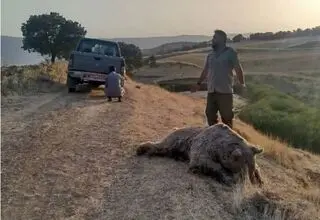 حضور غیرمنتظره یک خرس در حیاط خانه مرد سمنانی
