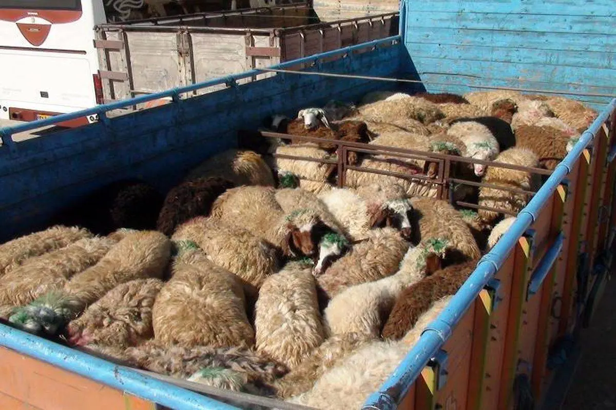 گوسفندهای بدون مجوز در چنگال قانون