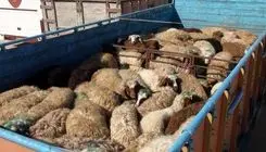 گوسفندهای بدون مجوز در چنگال قانون