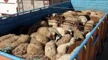 گوسفندهای بدون مجوز در چنگال قانون