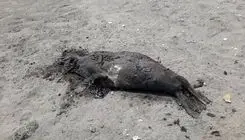 کشف دوباره لاشه فوک خزری در ساحل شمالی