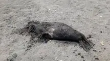 کشف دوباره لاشه فوک خزری در ساحل شمالی