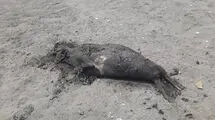 کشف دوباره لاشه فوک خزری در ساحل شمالی