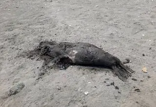 کشف دوباره لاشه فوک خزری در ساحل شمالی