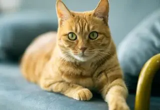 کشف راز ژنتیکی گربه‌های نارنجی!