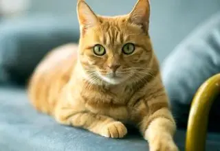 کشف راز ژنتیکی گربه‌های نارنجی!