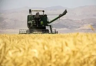 پرداخت ۱۴ هزار و ۸۰۰ میلیارد تومان به گندمکاران