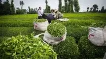 افزایش ۴۸ درصدی صادرات چای نسبت به سال گذشته