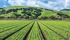 آغاز پرداخت غرامت گندم‌کاران با واریز ۱۱۰۰میلیارد تومان