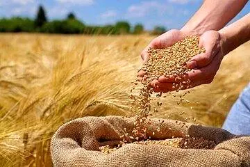 تامین ذخیره گندم تا ۹ ماه آینده؛ برای خرید تضمینی گندم مشکلی نداریم