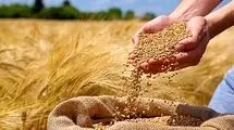 تامین ذخیره گندم  تا ۹ ماه آینده؛ برای خرید تضمینی گندم مشکلی نداریم
