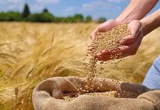تامین ذخیره گندم  تا ۹ ماه آینده؛ برای خرید تضمینی گندم مشکلی نداریم