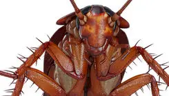 ۵ حیوانی که بعد از مرگ هم زنده می‌مانند!