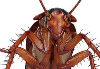 ۵ حیوانی که بعد از مرگ هم زنده می‌مانند!