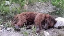 نجات خرس قهوه‌ای از تله