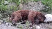 تلف شدن خرس قهوه‌ای زخمی