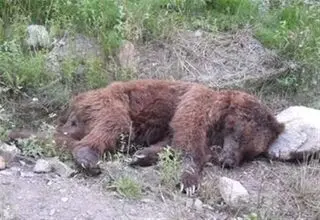 تلف شدن خرس قهوه‌ای زخمی
